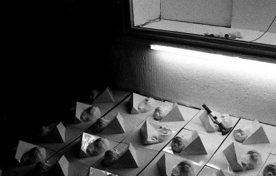 NATHALIE BLES